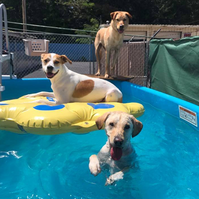 dogs swimming